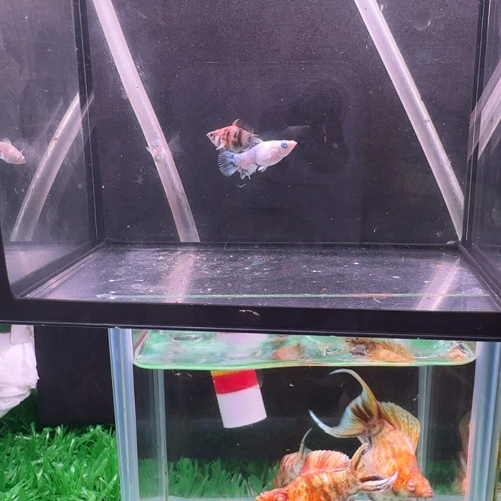 海水鱼多乐老虎卡球