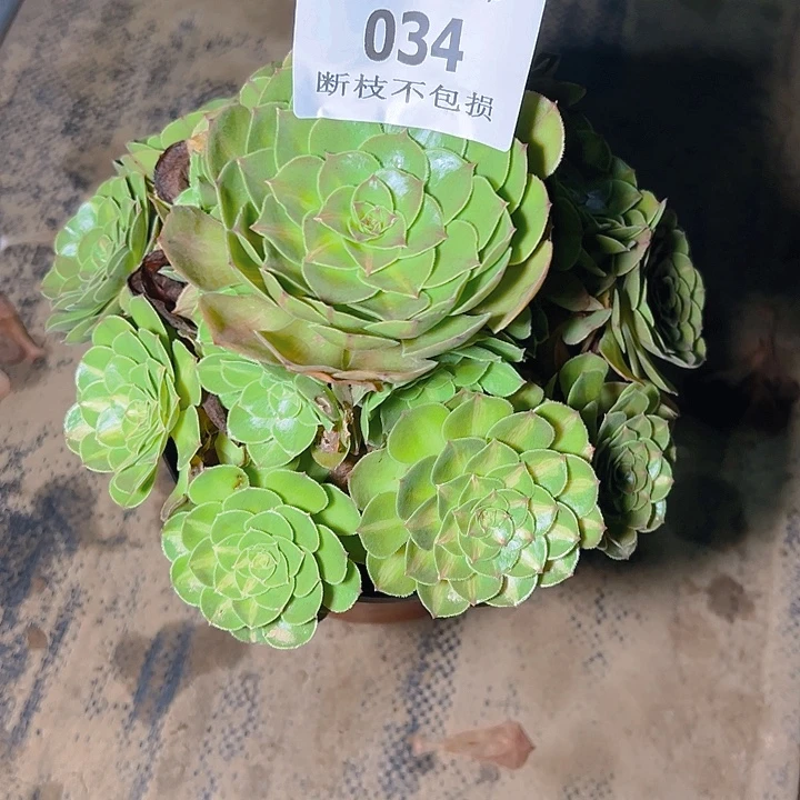 034抹茶多肉植物保护
