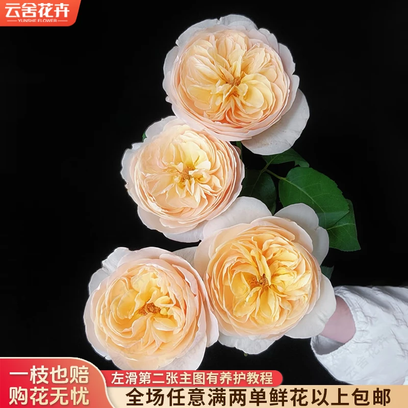 【云舍花卉】【朱丽叶】单头玫瑰 全场任意满两单及以上鲜花包邮发货