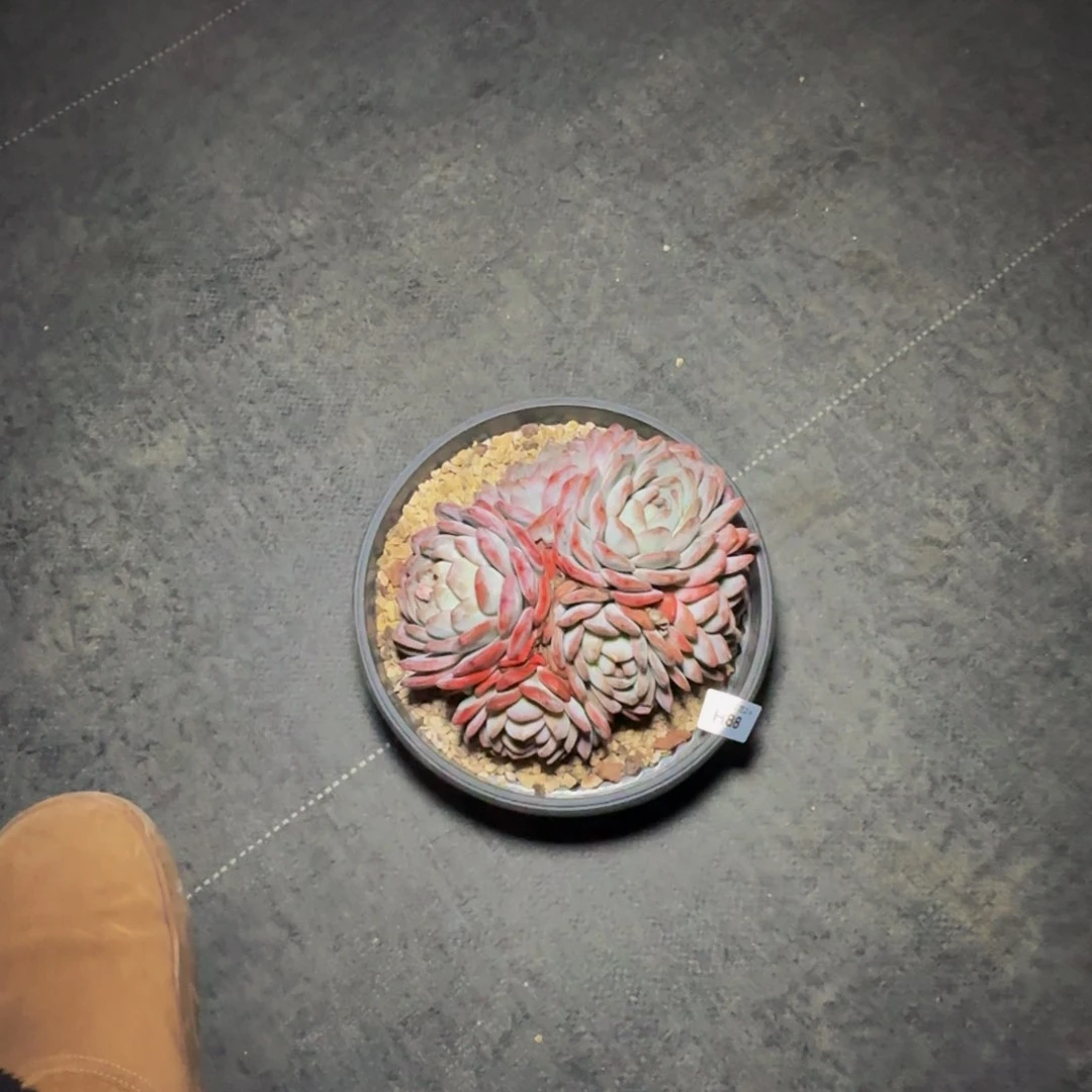 h h h h h h h h 88