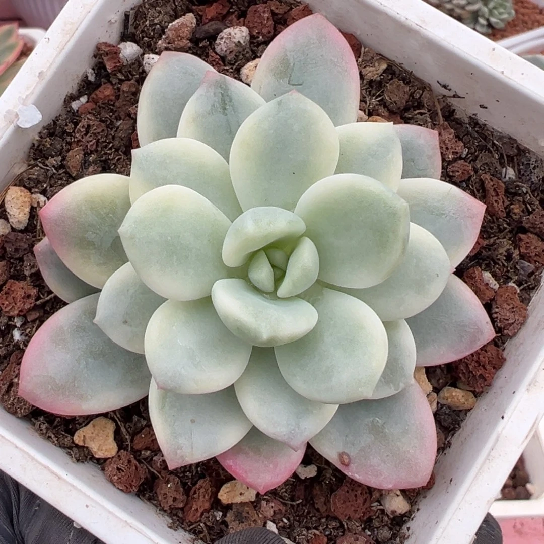 老香水锦（拉丝雨锦）覆轮锦