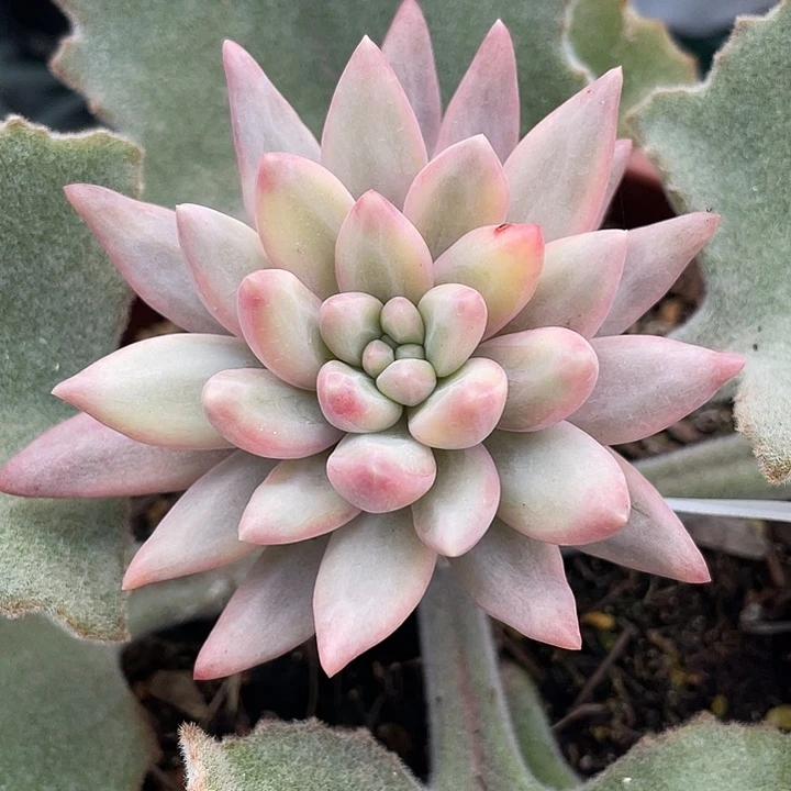 泰***事车厘子锦头盖。锦龙一物一拍