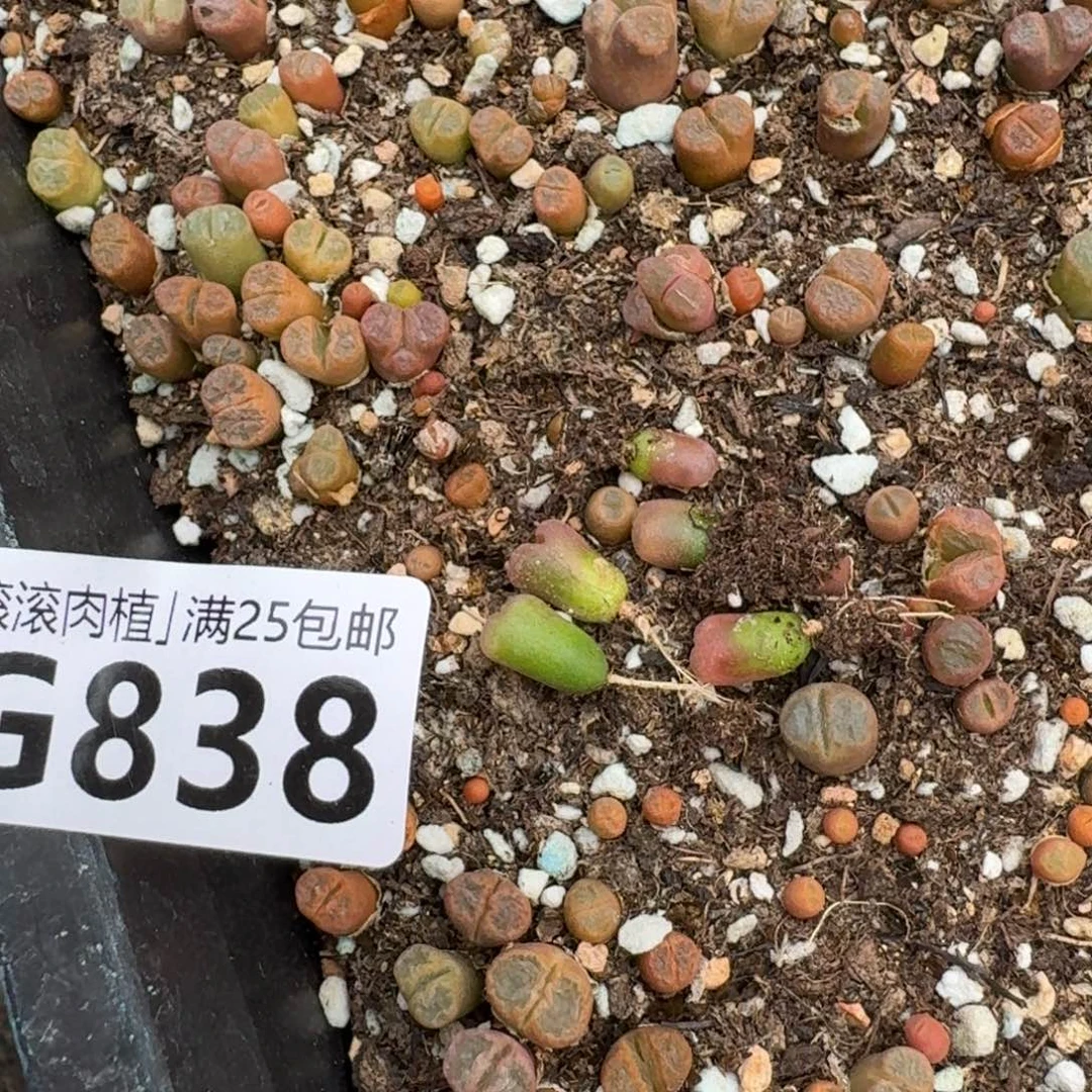 一*G838风铃杂交混合一年