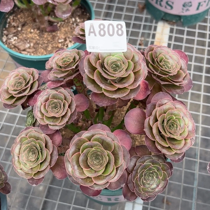 808魅金玫瑰朵朵20厘米左右