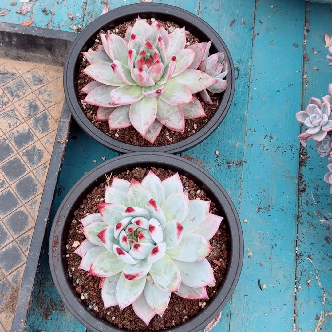 精品多肉植物老桩随机发一棵祖母绿