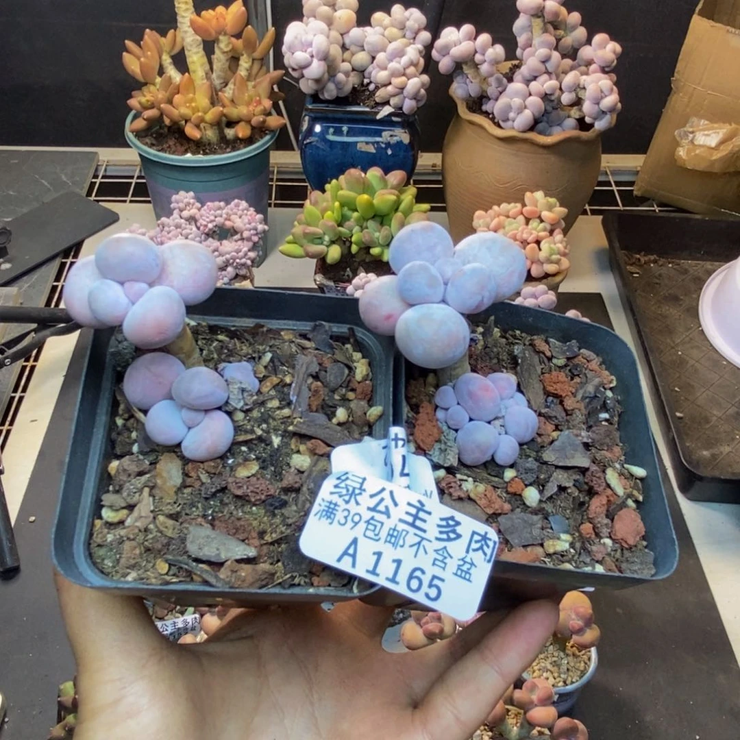 165橙奶多肉肉两颗