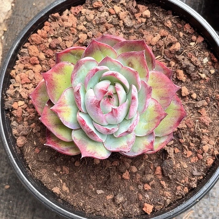 双面拉丝肥叶惊鸿9脱土发