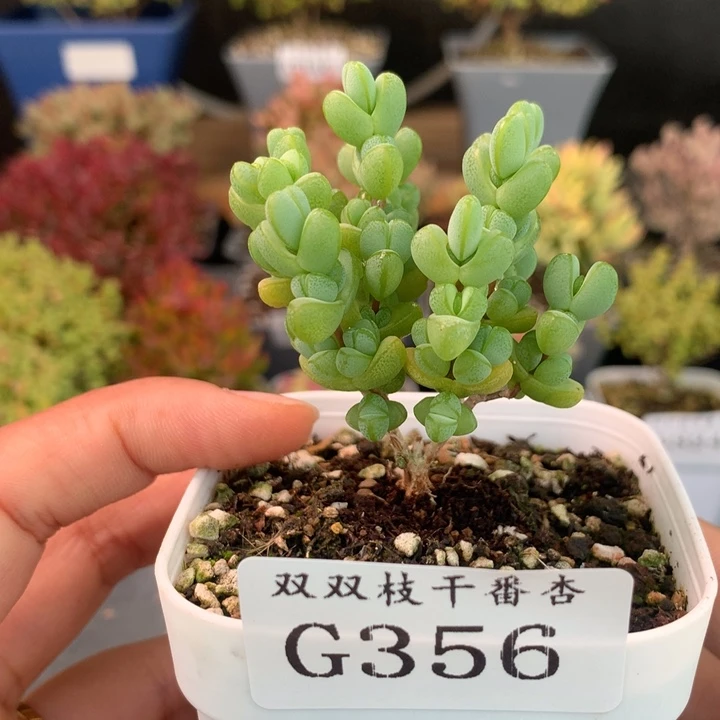 356元宝