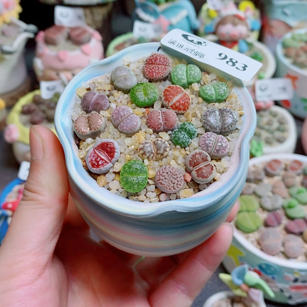 生石花花花花花花983