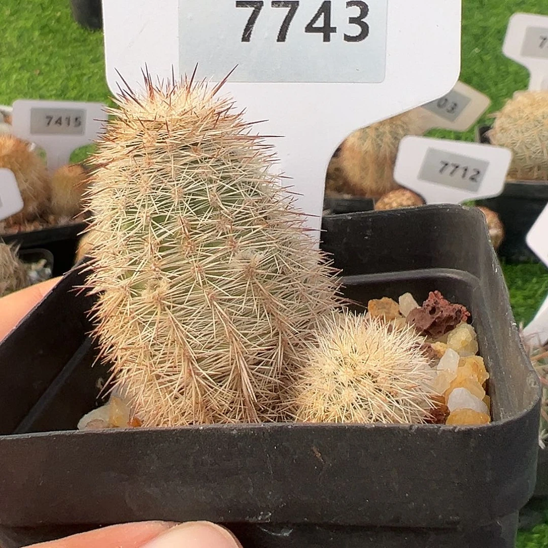 7743 劳虾实生裸根发货