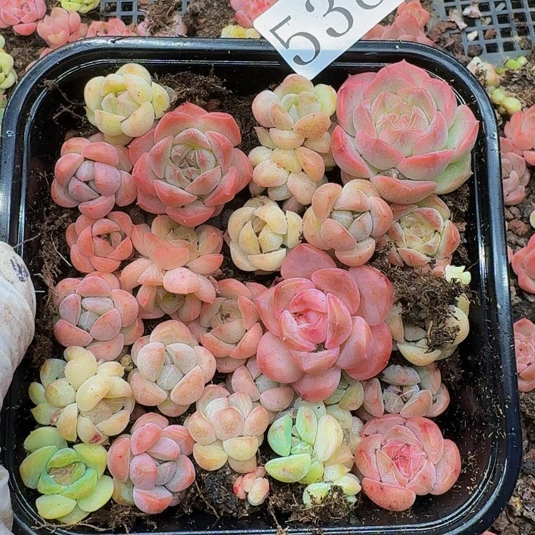 多肉植物多肉植物538