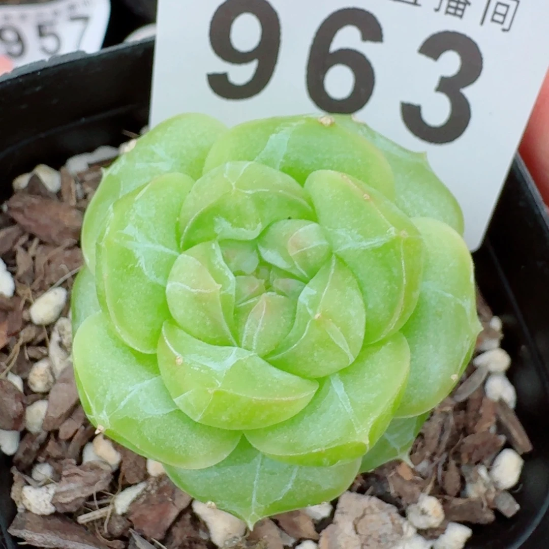 绿豆            精美多肉植物