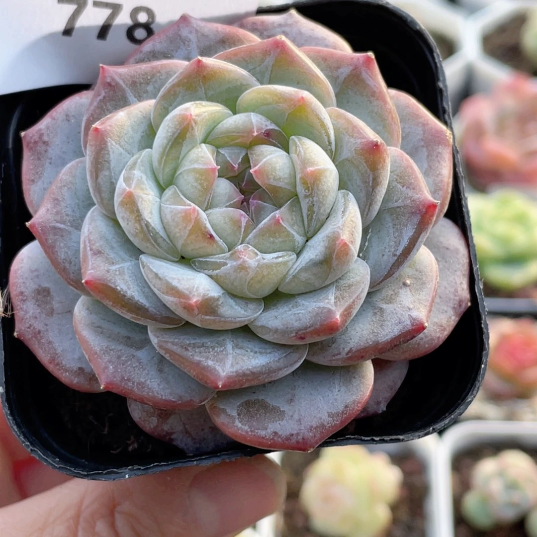 778号糖心冰心珍妮 云水谣