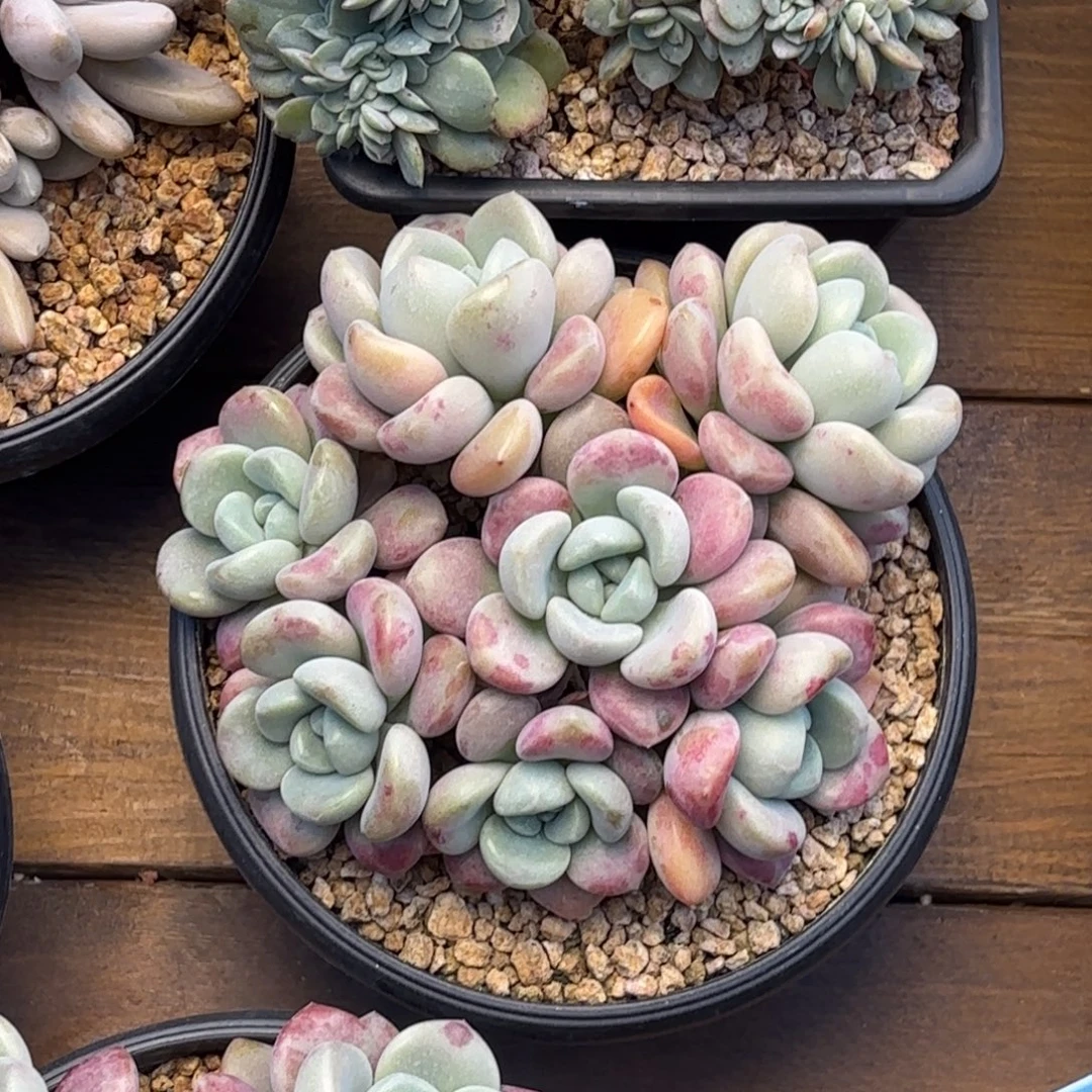 无花朵花斑鹿1111111111