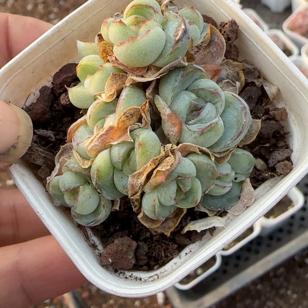 多肉小卡拉米糖心一物一拍