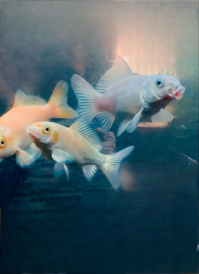 蝴蝶鲤一物一拍，私拍不发