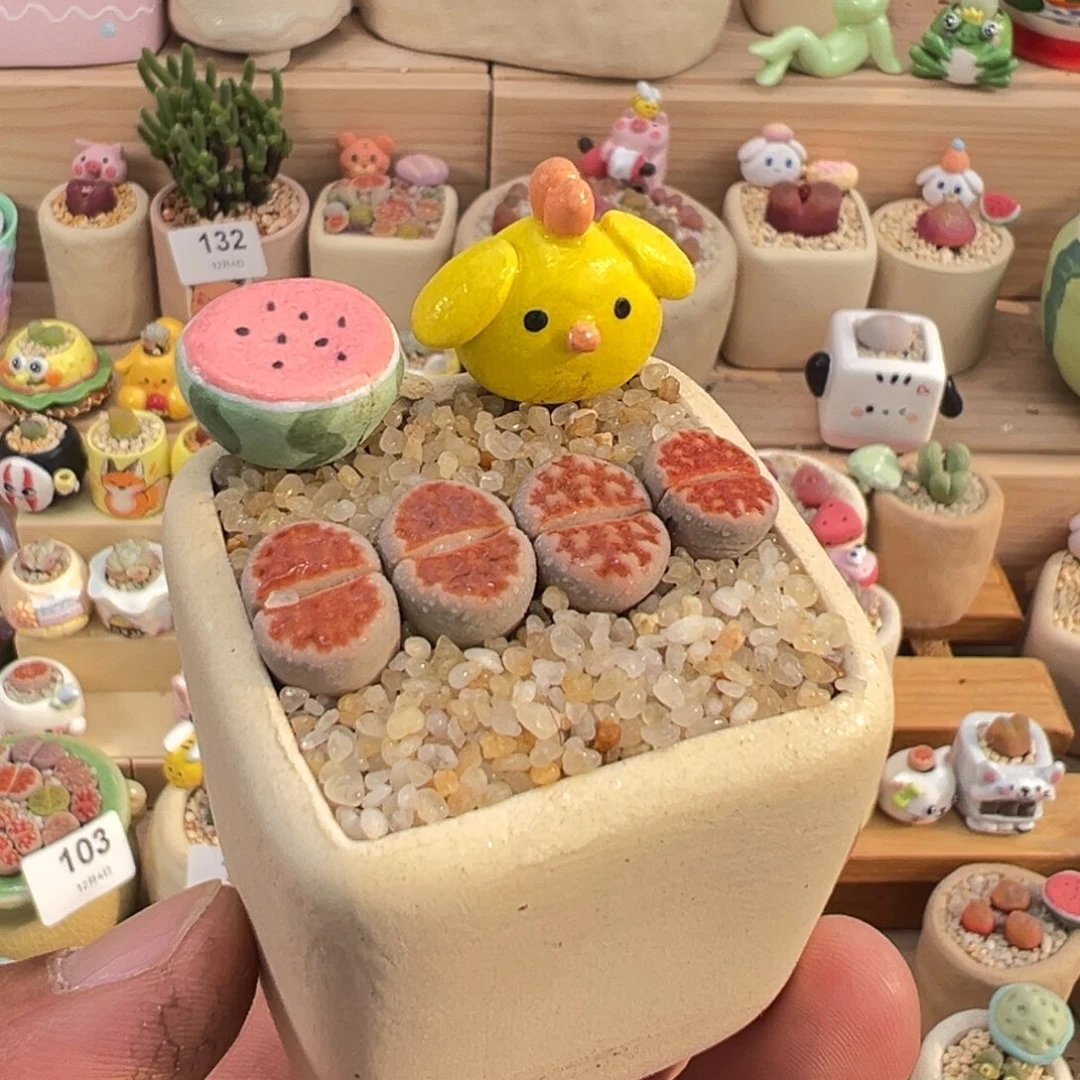 多肉植物7号红窗玉带盆