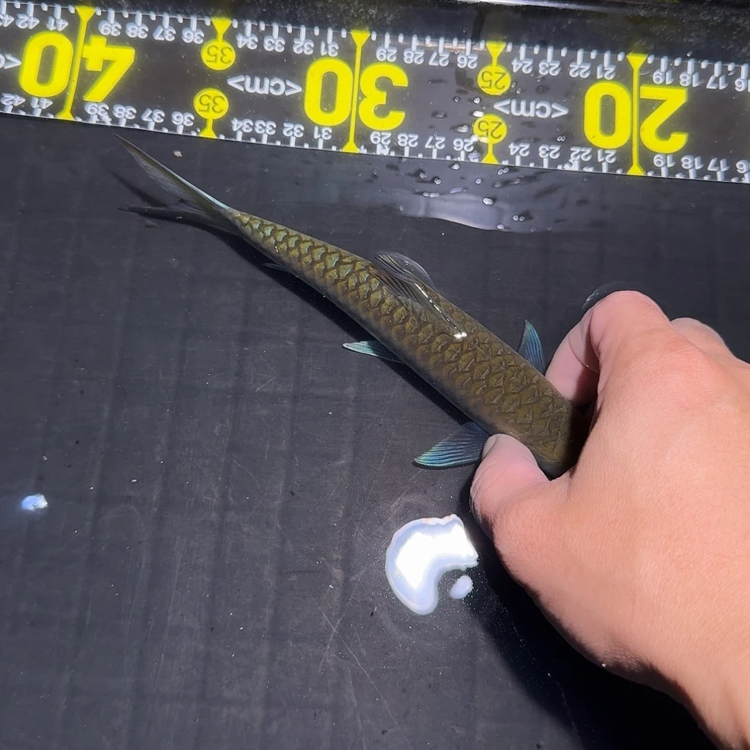 吉罗鱼洪崩河异口蓝吉罗18.5公分