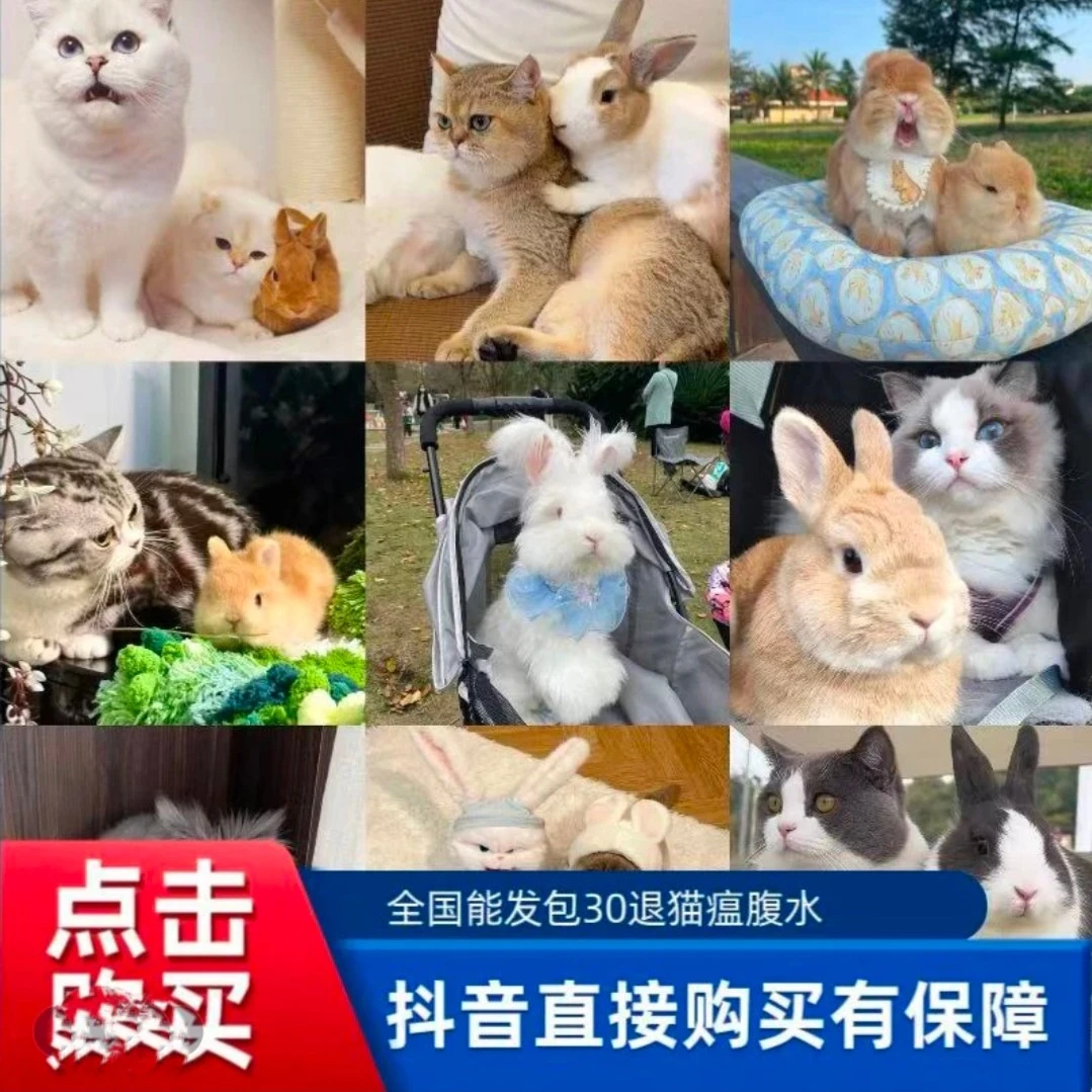 宠物活体高端链接