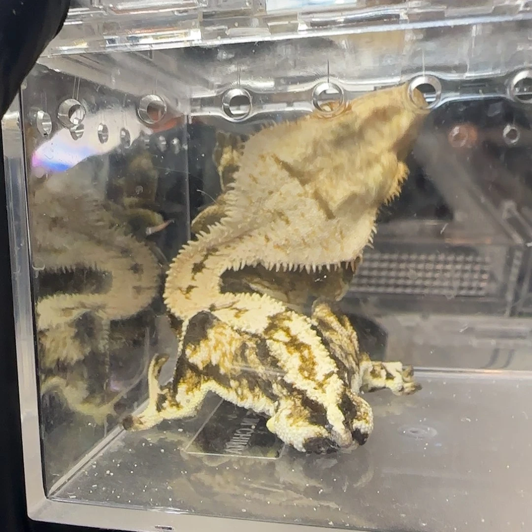 肥尾守宫0000000050