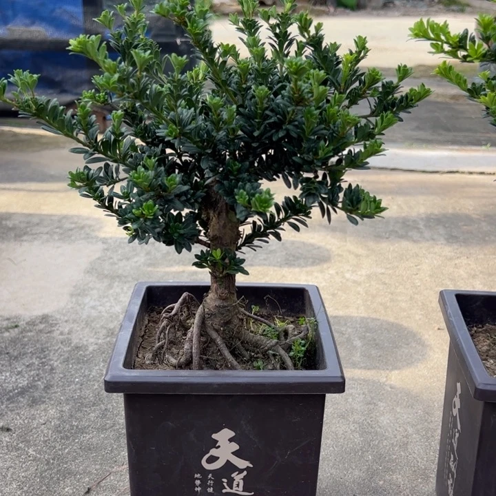 无花朵黑珍珠罗汉松盆景