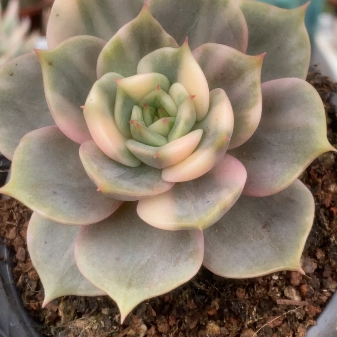 300贝加尔湖锦锦锦锦锦锦