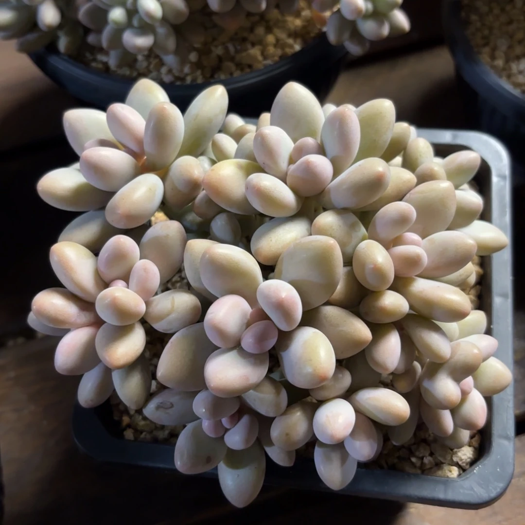 无花朵密多丽无砍自然群