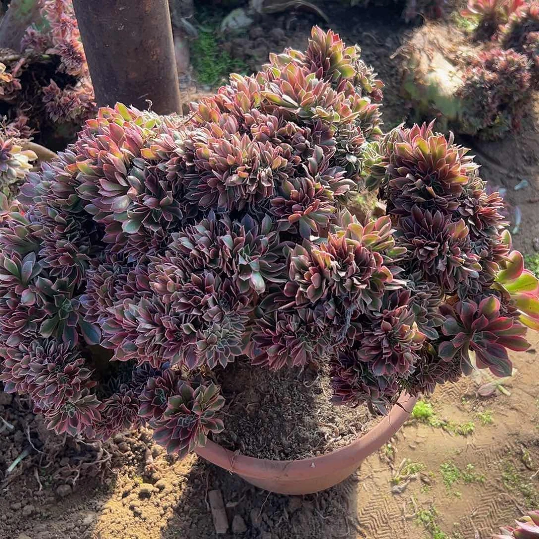 红*女神缀化脱土发货