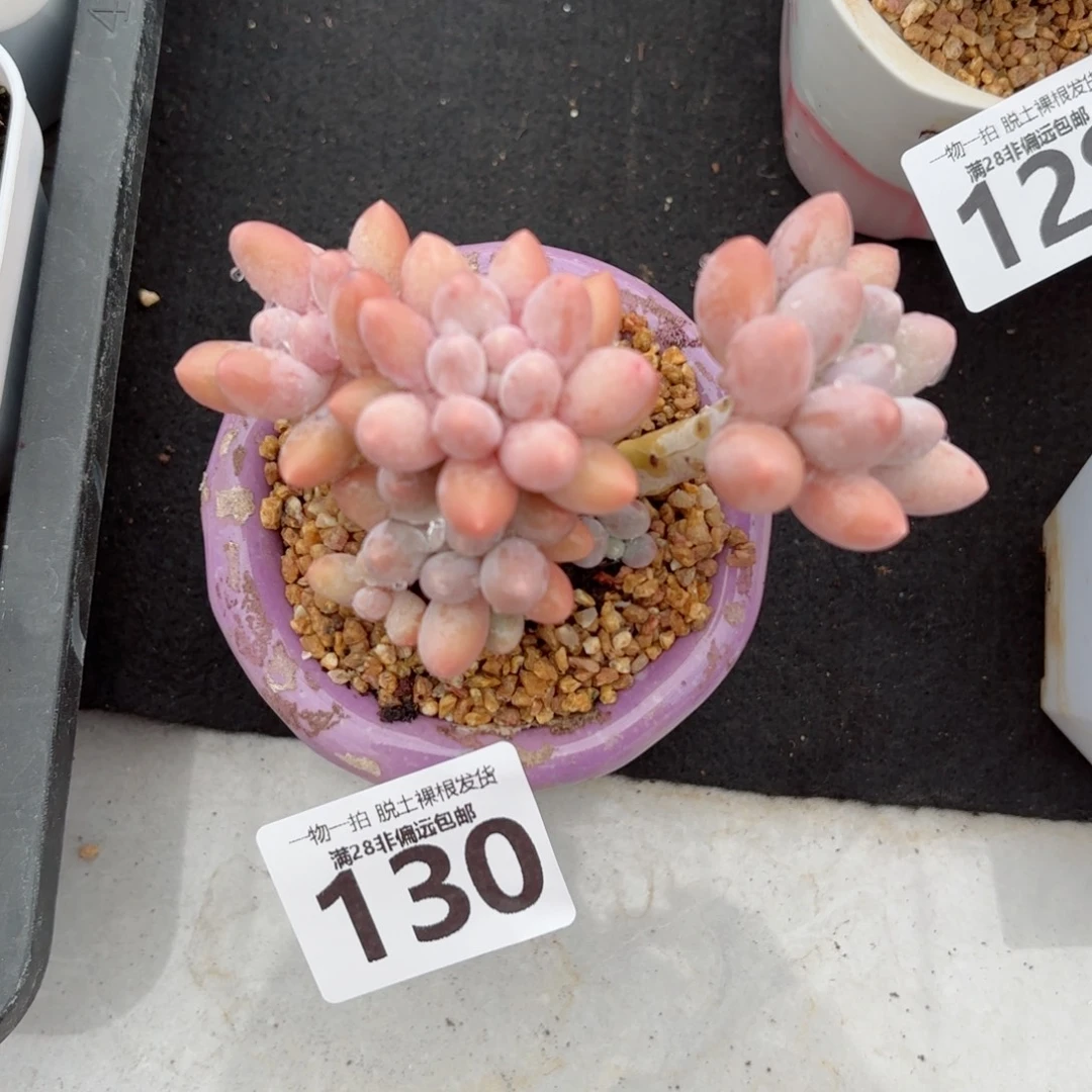 汤圆老桩无盆土发货