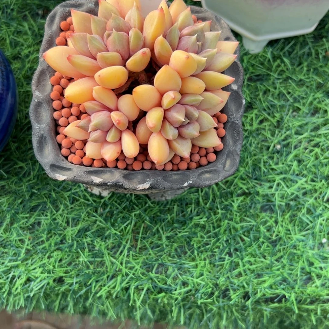 红象牙多肉植物保护