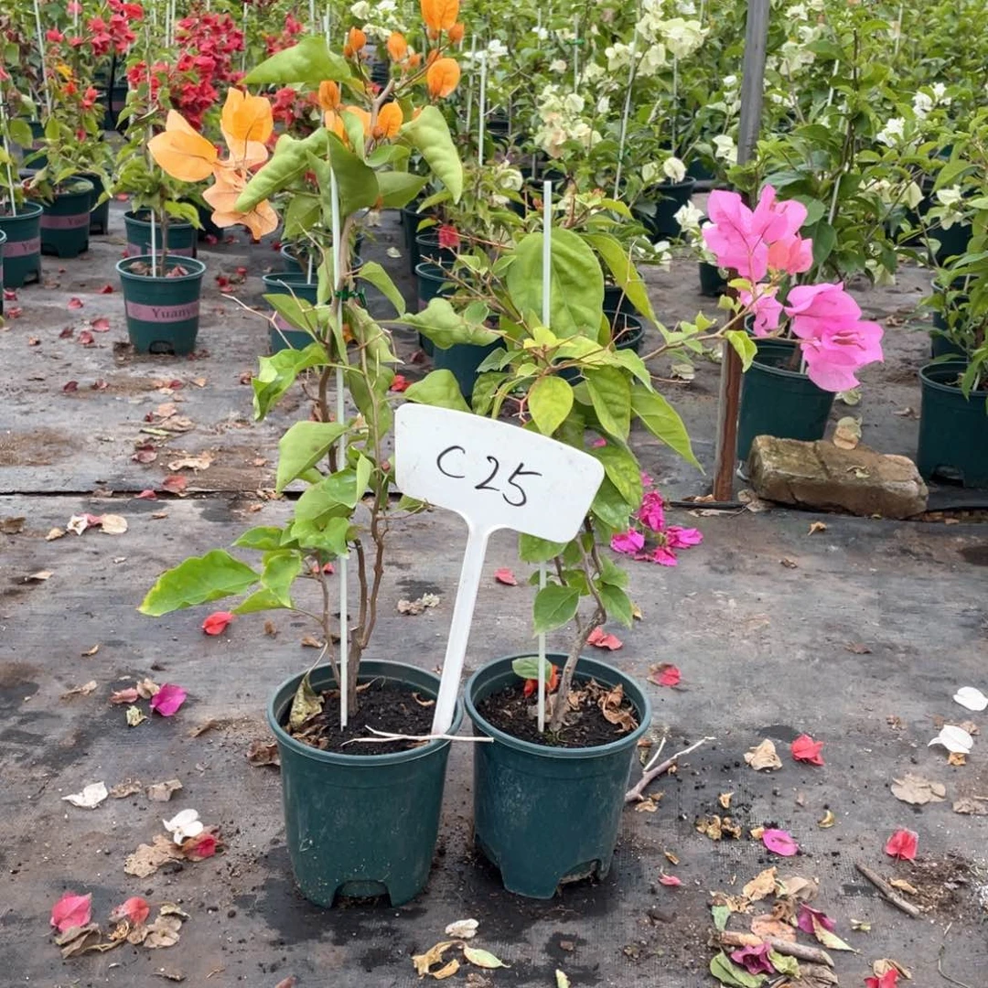 马***马全部花朵金探戈+橙粉公主C25