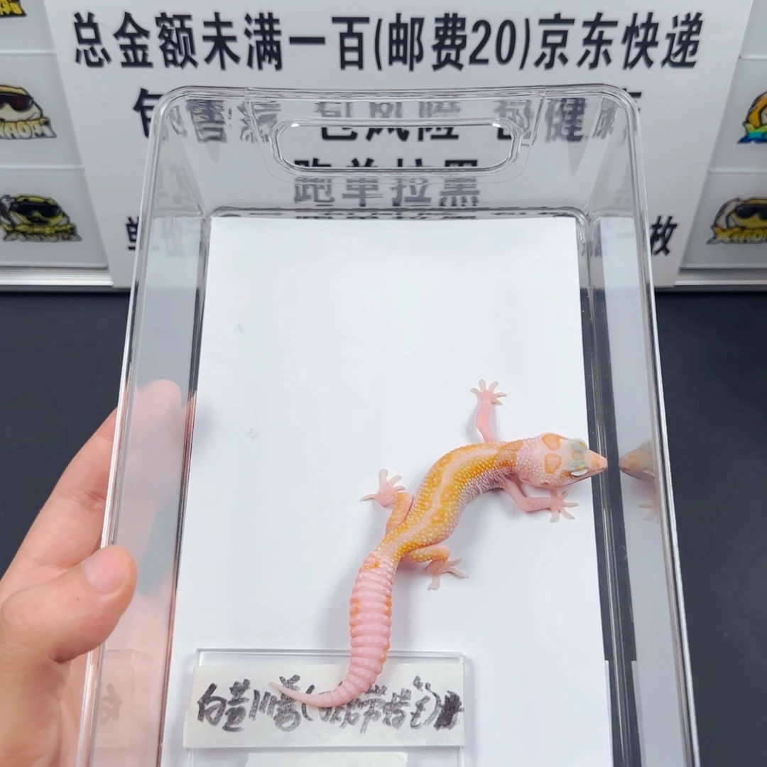 豹纹守宫豹纹守宫