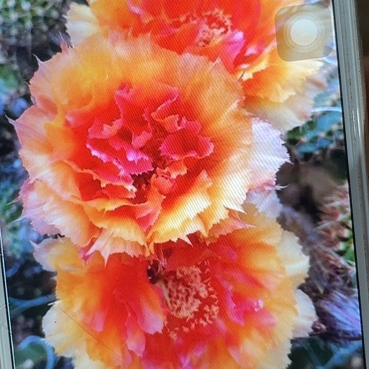 琉璃盏侧芽4公分彩草