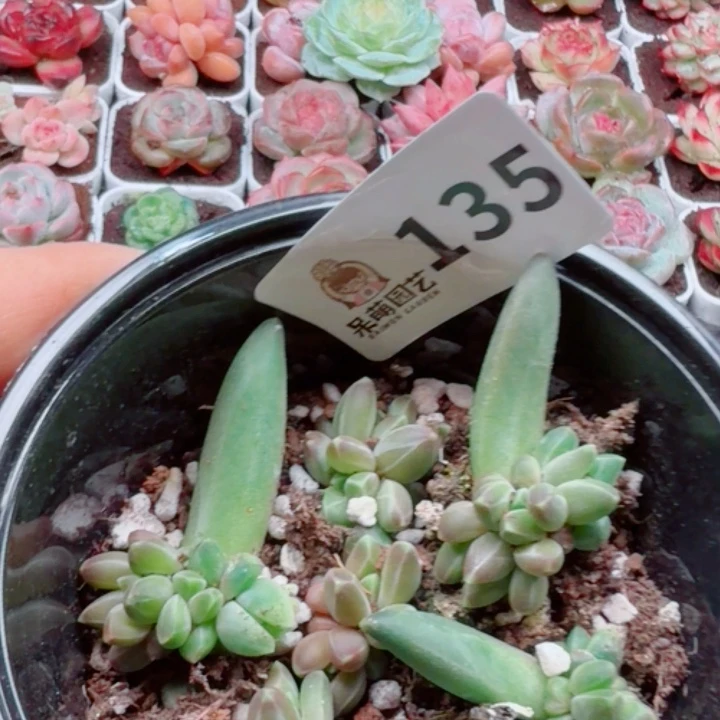 多肉植物多肉植物