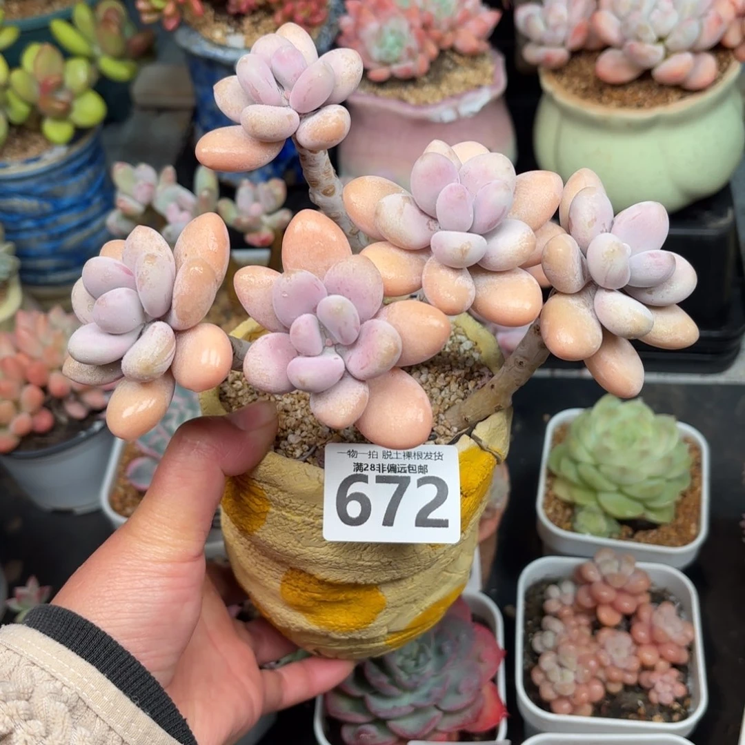 糖果桃蛋无盆土发货