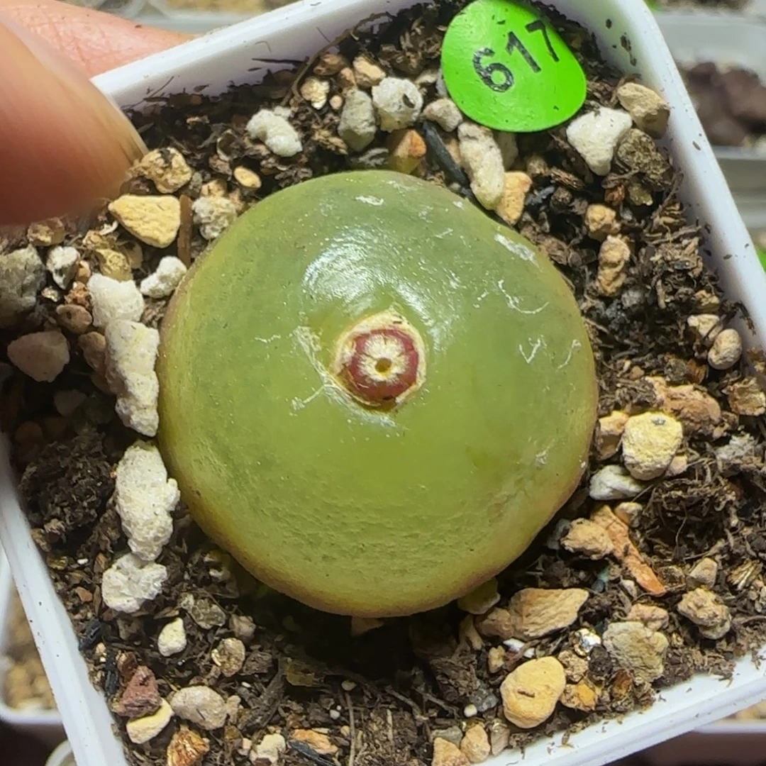 灯泡2.7多肉植物617