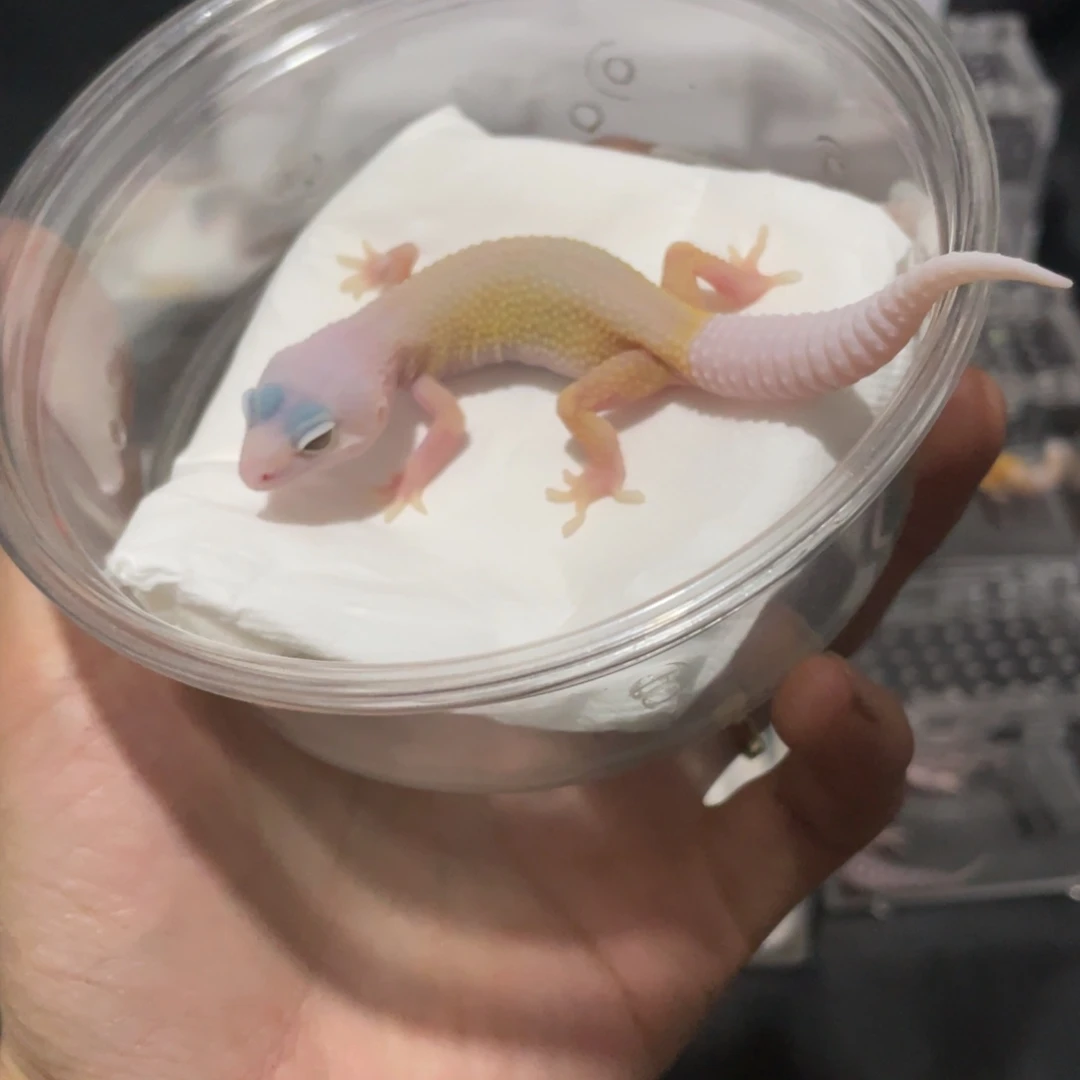 豹纹守宫超级暴风雪