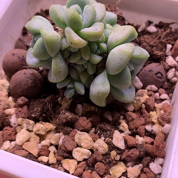 9头冰玉自然群生一物一拍