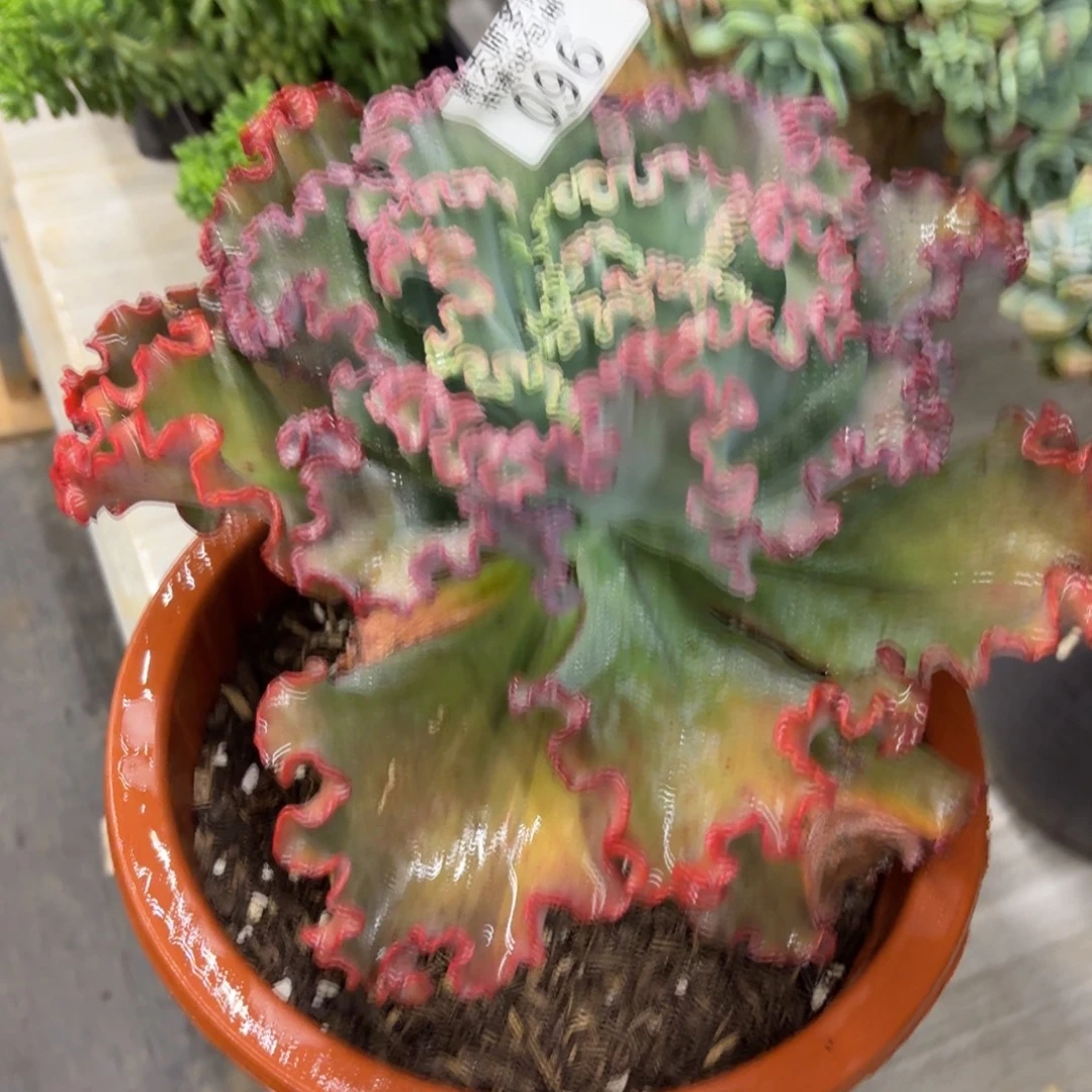 黄***姐黑大帅多肉96女王花笠