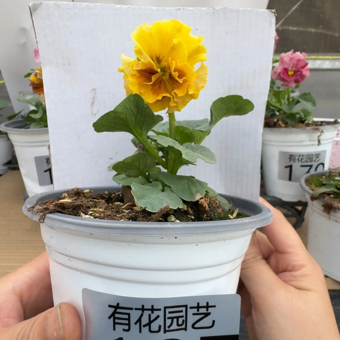 无花朵197号角堇