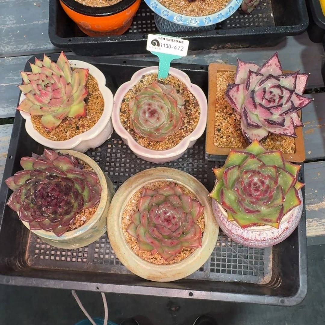 从前慢花园多肉编号1130.472