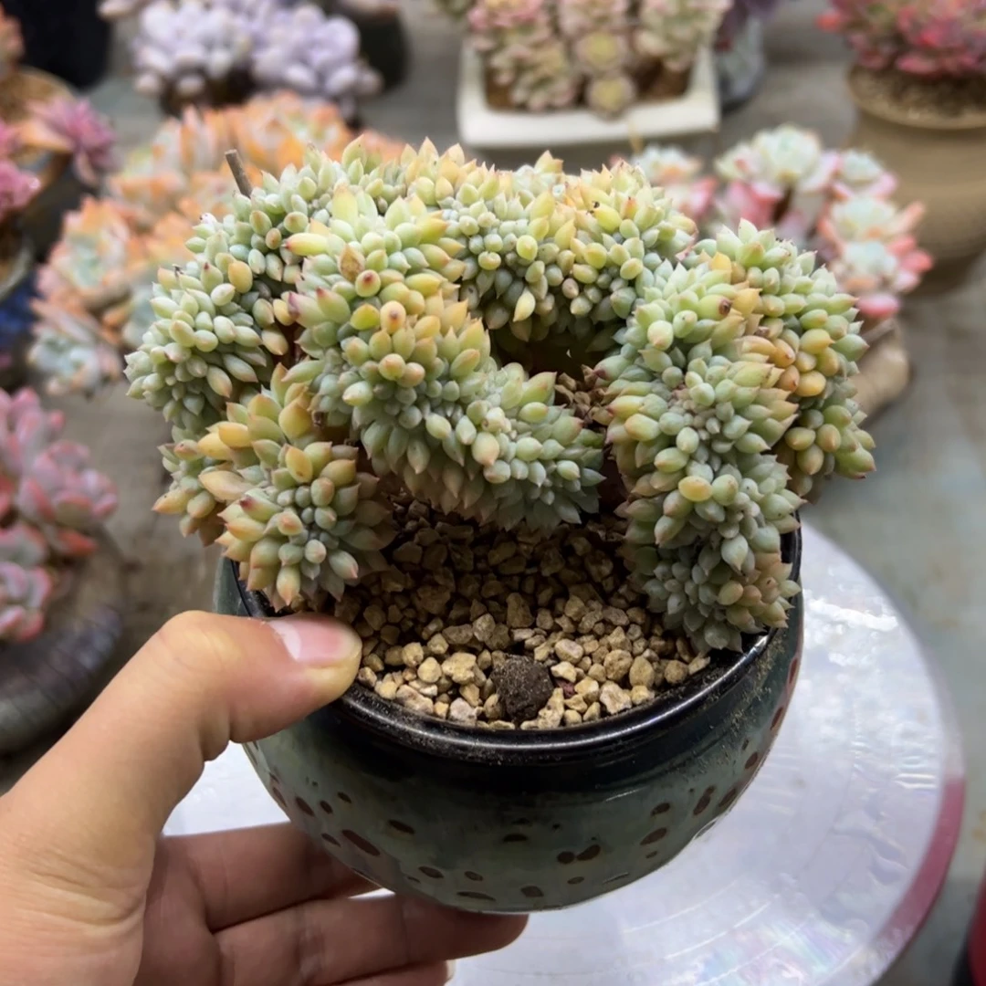 冰淇凌杂18 零零多肉植物