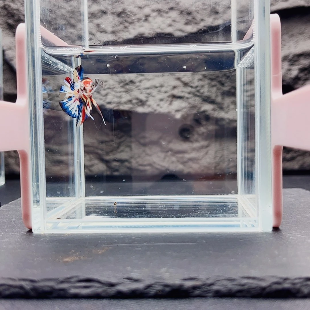 鹅***蛋斗鱼宙斯斗鱼竞拍11-11