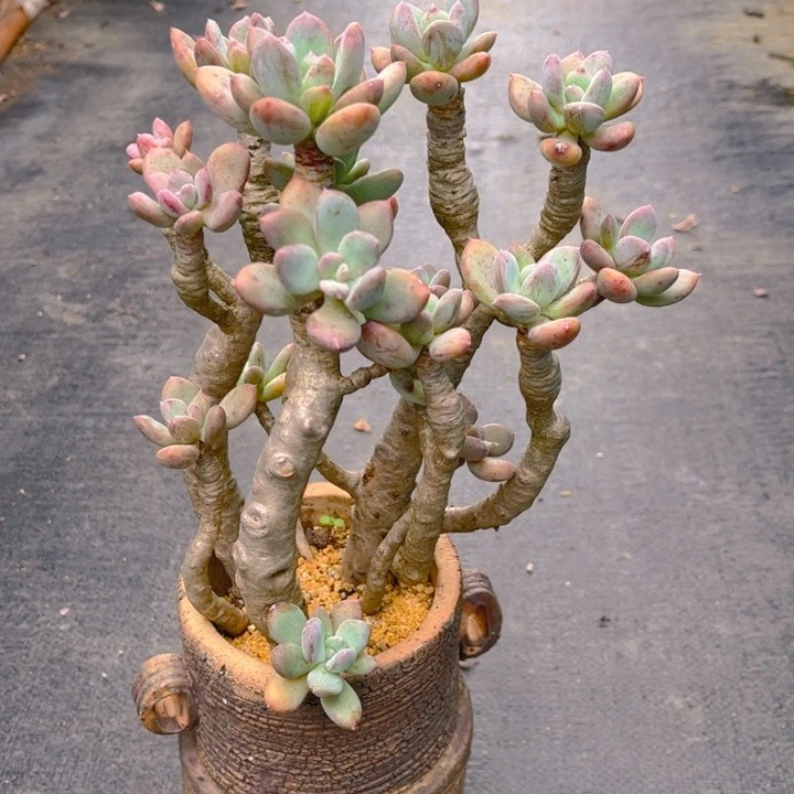 特价福利老桩灰姑娘