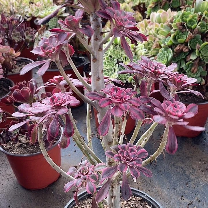9香奈儿多肉植物法师