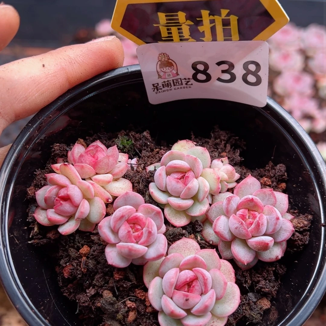 多肉植物多肉植物