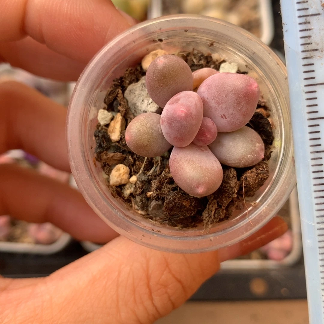 彩虹 不凑满28元发一片叶 不售后 到付