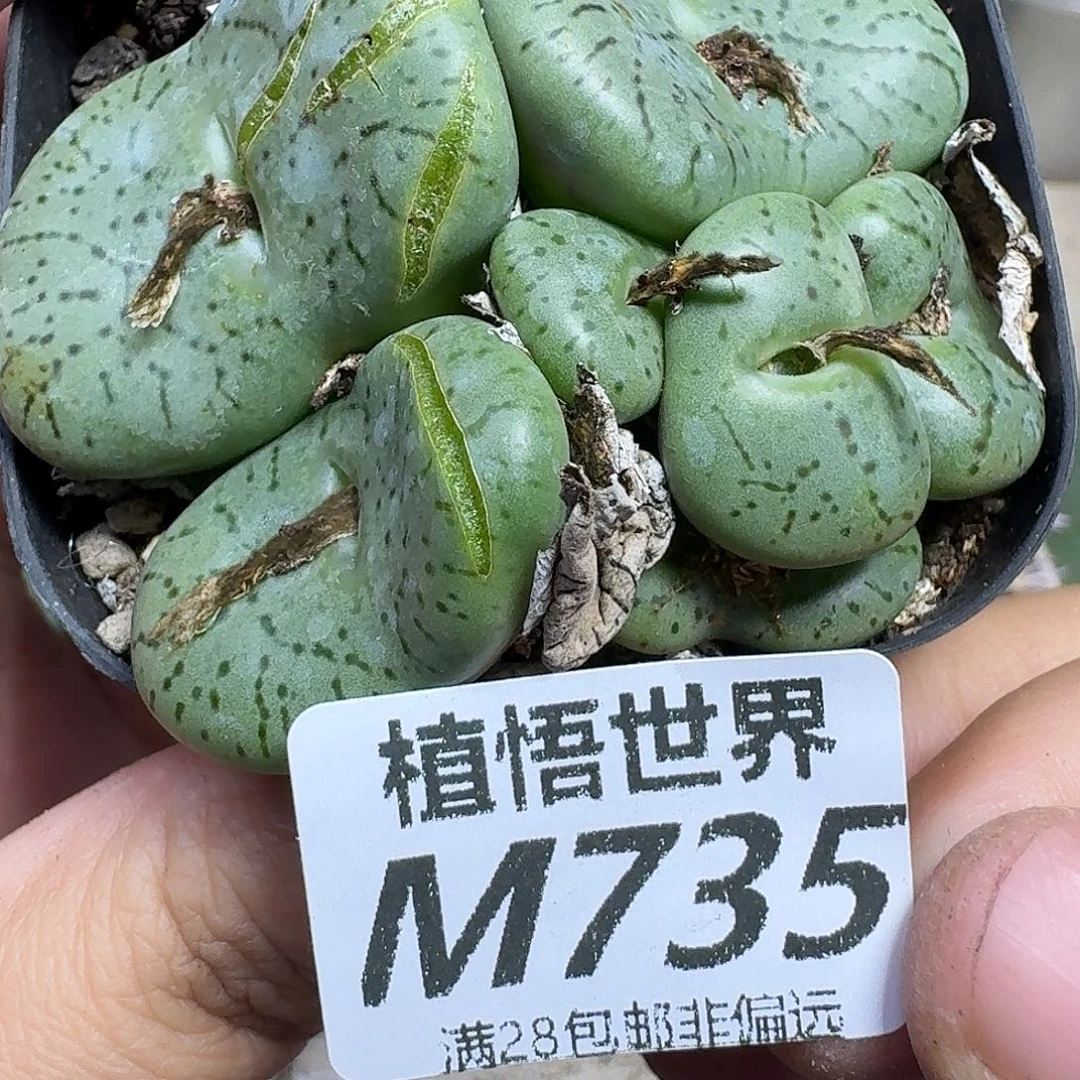 多肉植物的人生gbnn