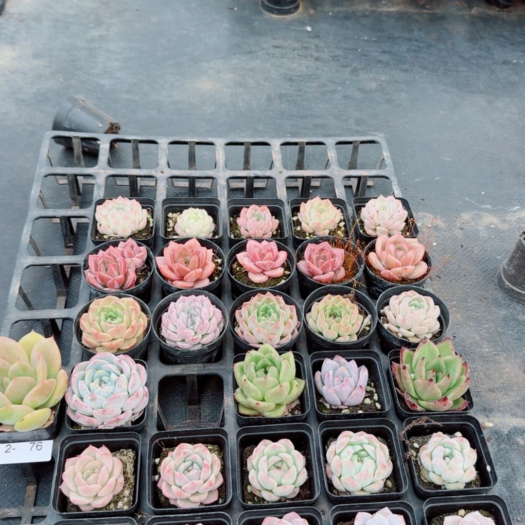 2-76多肉杂交三十颗量拍