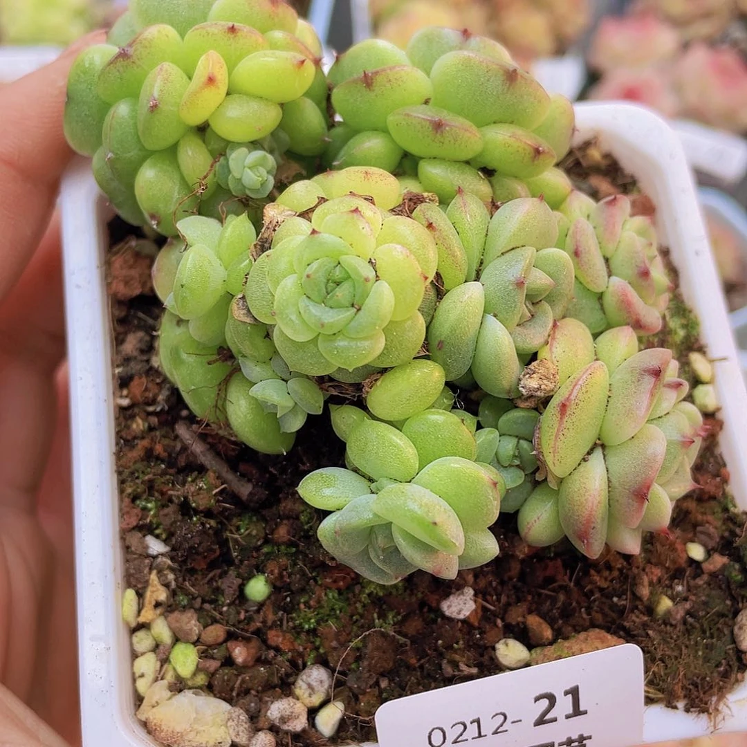 0000000000000021量拍